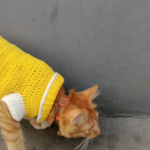 Make A Free Crochet Pet Shirts & Dresses Patterns in Minutes