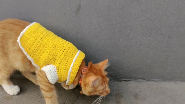 Make A Free Crochet Pet Shirts & Dresses Patterns in Minutes